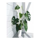 Gardenbox Deve Tabanı Bitkisi Monstera Deliciosa, İthal, 35-50 cm, Dolgun Formlu, İç Mekan