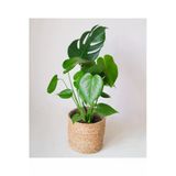 Gardenbox Deve Tabanı Çiçeği Monstera, 35-40 cm, Ev Ofis Salon Bitkisi