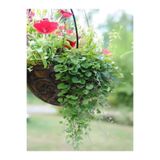 Gardenbox Dichondra Repens Fare Kulağı Çiçeği, 1 Adet Saksılı Bahçe-Balkon Çiçeği, Çok Renkli