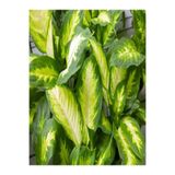 Gardenbox Difenbahya Çiçeği Fidanı, 20-40cm, Tüplü, Çiçekli Bodur Bitki, Dieffenbachia