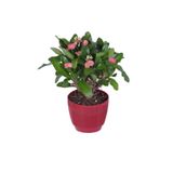 Gardenbox Dikenler Tacı Çiçekli Hediyelik Fidan, 20-30 cm, Pembe Çiçek