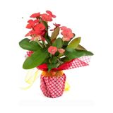 Gardenbox Dikenler Tacı Euphorbia Milii, Kırmızı, Çiçekli