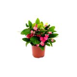 Gardenbox Dikenler Tacı Euphorbia Millii, Saksı Çapı 12 cm, Pembe Çiçekli