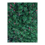 Gardenbox Dikenler Tacı Küçük Çiçekli İthal Euphorbia Milli, Kırmızı