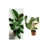 Gardenbox Dolgun Formlu Deve Tabanı 60-65 cm, Kauçuk 60-70 cm, 2'li Set, Yeşil, İç Mekan Bitkileri