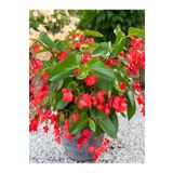 Gardenbox Dolgun Kırmızı Begonya Küçük Hanım Çiçeği 1 Adet Saksılı 30-40 Cm Iç Mekan Bitkisi (RED BEGONİA)