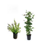 Gardenbox Duranta Mor Ağaç Menekşesi + Kokulu Hanımeli Çiçeği Fidanı 2'li Bahçe Peyzaj Seti