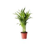 Gardenbox Dypsis Lutescens Areca Palm - Areka Palmiyesi Mini - Ev Ofis Salon Iç Mekan Bitkisi - 30 Cm