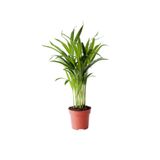 Gardenbox Dypsis Lutescens Areca Palm, Areka Palmiyesi, Mini İç Mekan Bitkisi, 30 cm