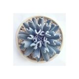 Gardenbox Echeveria Runyonii Topsy Turvy Sukulent Bitki