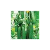 Gardenbox Eko Paket 50 Adet Tohum İthal Sırık Salatalık Tohumu Orta Erkenci