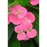 Gardenbox Eubhorbia Şeker Pembe Taç Çiçeği, 15cm Mini Boy, İç Mekan Bitkisi