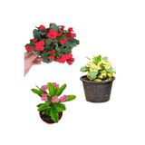 Gardenbox Euphorbia Çiçeği Fidanı, 3 Adet Set, Pembe Sarı Kırmızı, 15-30cm, Saksılı