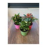 Gardenbox Euphorbia Milii - 3'lü Dikenler Tacı Set, 10.5 cm Plastik Saksı, Kırmızı-Yeşil-Pembe
