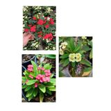 Gardenbox Euphorbia Milli Dikenler Tacı, 3 Adet Saksılı, 10-20 cm, Sarı-Kırmızı-Pembe
