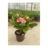 Gardenbox Euphorbia Milli Dikenler Tacı Pembe Çiçekli, 25-55 cm, Saksılı İç Mekan Bitkileri