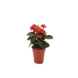 Gardenbox Euphorbia Red Kırmızı Milli Dikenler Tacı Mini Boy Saksılı 10-20cm İç Mekan Bitkisi