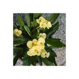 Gardenbox Euphorbia Sarı Çiçekli İç Mekan Bitkileri, 15-25cm Saksılı