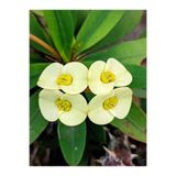 Gardenbox Euphorbia Sarı Milli Dikenler Tacı, 15-25cm, Saksılı, İç Mekan Bitkisi