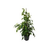 Gardenbox Ficus Benjamin Dolgun 50-70 cm, Canlı İç Mekan Bitkisi