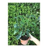 Gardenbox Ficus Benjamina Danielle Benjamin Bitkisi, 70cm, Yeşil