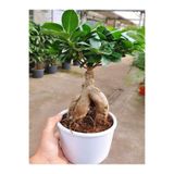 Gardenbox Ficus Bonsai Fidanı, Saksılı, 20-40 cm, İç Mekan Salon Bitkisi