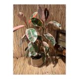 Gardenbox Ficus Elastica Belize Alacalı Kauçuk Bitkisi, Tek Gövde, 70-80 cm Boy