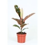 Gardenbox Ficus Elastica Belize, Pembe Alacalı Kauçuk Çiçeği, 50 cm, İç Mekan Bitkisi