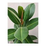 Gardenbox Ficus Elastica Kauçuk Bitkisi, 60-80 cm, Saksılı, İç Mekan Bitki