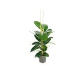 Gardenbox Ficus Elastica Kauçuk Bitkisi, 80-100 cm, Saksılı, İç Mekan Salon Bitkisi