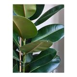 Gardenbox Ficus Elastica Kauçuk Bitkisi, Tek Gövde, 60-80 cm, Saksılı, İç Mekan Bitkisi