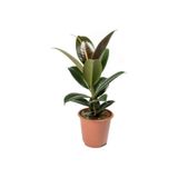 Gardenbox Ficus Elastica Kauçuk Bitkisi, Tek Gövdeli, Terracotta Saksı