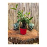 Gardenbox Ficus Ginseng Bonsai Ağacı, 20-25 cm Boy, 9,5 cm Saksı Çapı