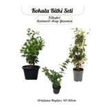 Gardenbox Filbahri Katmerli Arap Yasemin Saksılı, 40-60 cm