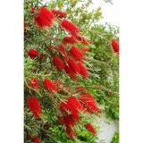Gardenbox Fırça Çalısı Çiçeği Fidanı, 40-60cm