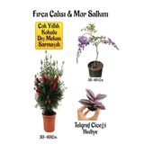 Gardenbox Fırça Çalısı Fidanı, Mor Salkım Ağacı Fidanı, Telgraf Çiçeği Hediyeli Peyzaj Seti, Çok Renkli
