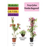 Gardenbox Fırça Çalısı, Pembe Begonvil, Mezem Çiçeği Hediyeli, Çok Renkli, 3'lü Set