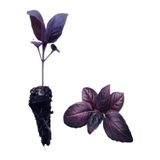 Gardenbox Formlu 1 Adet Geniş Yapraklı Mor Reyhan Fidesi (5-10 Cm) (Tohum Değildir Fidedir)