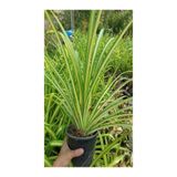 Gardenbox Formlu Kurdele Çiçeği, Salon ve İç Mekana Uyumlu, 1 Adet, 30-40cm
