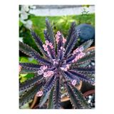 Gardenbox Formlu Pembe Renk Aşkın Gözyaşı Çiçeği, Saksılı, 10-15 cm