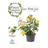 Gardenbox Formlu Sarı Bahçe Gülü Çiçeği, Saksıda, 30-50 cm, Para Çiçeği Hediyeli