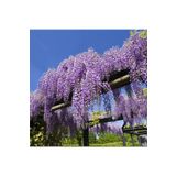 Gardenbox Formlu Wisteria Sinensis Kokulu Çin Morsalkım Mor Salkım Fidanı (40-50 Cm Tüplü )