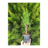 Gardenbox Formlu Yeşil Leylandi Çam Ağacı Fidanı, 30 Adet Tüplü, 10-25 cm, Dış Mekan Ağacı