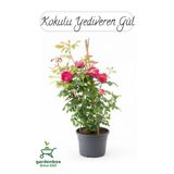Gardenbox Formlu Yoğun Kokulu Pembe Gül Fidanı, Saksılı, 30-60 cm, Buz Çiçeği