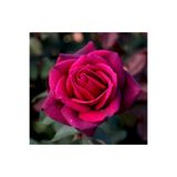 Gardenbox Fuji Gül Fidanı Saksılı 30-45 cm, 2 Adet, Yediveren Kokulu Aşılı Güller, Pembe