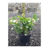 Gardenbox Ful Yasemin Çiçeği Kokulu Sarmaşık Bitki Saksılı 30-60cm