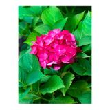 Gardenbox Fuşya Renk Çiçekli Ortanca Fidanı, 30-60 cm, Tüplü, Hydrangea