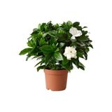 Gardenbox Gardenia Jasminoides Kokulu Gardenya Ev ve Ofis Bitkisi, 10.5 cm Saksıda, Beyaz Çiçek