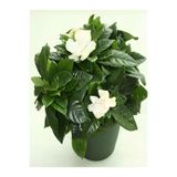 Gardenbox Gardenya Çiçeği Saksılı, 30-50cm, Kokulu Ofis Bitkisi, Çok Renkli