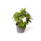 Gardenbox Gardenya Jasminoides Kokulu Ev ve Ofis Bitkisi, 30 cm, Beyaz Çiçek, 1. Kalite
